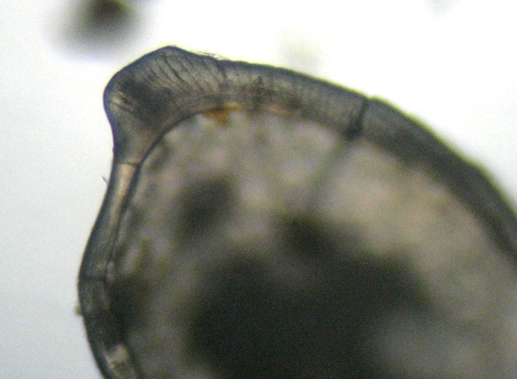 Sabbia.... fossile?